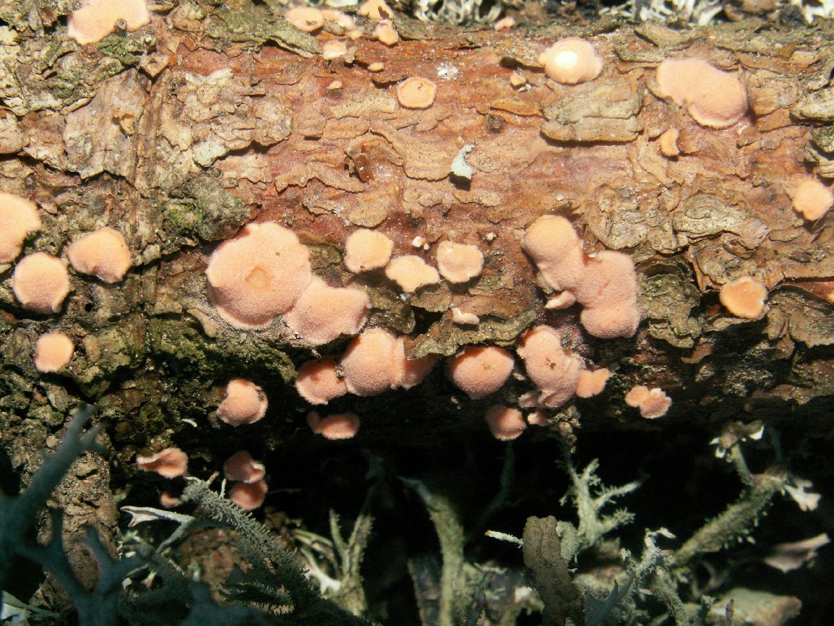 Aleurodiscus patellaeformis image