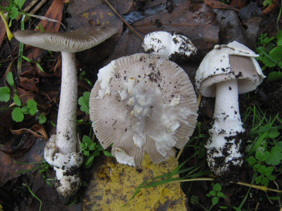 Amanita beckeri image