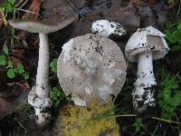 Amanita beckeri image