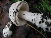 Amanita beckeri image