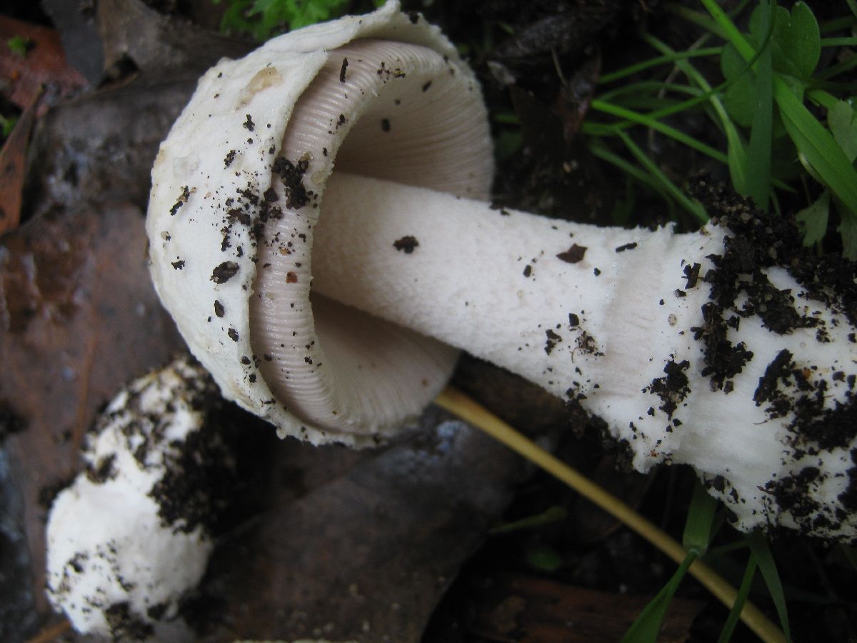 Amanita beckeri image