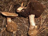 Agaricus pearsonii image