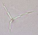 Alatospora acuminata image