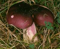 Agaricus xerampelina image