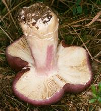 Agaricus xerampelina image