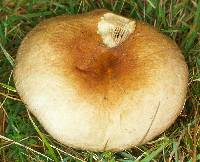 Agaricus xerampelina image