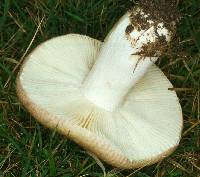 Agaricus xerampelina image