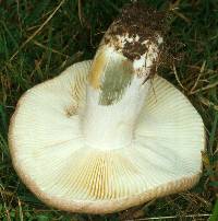 Agaricus xerampelina image