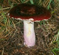 Agaricus xerampelina image