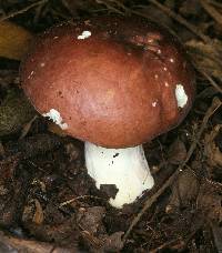 Agaricus xerampelina image