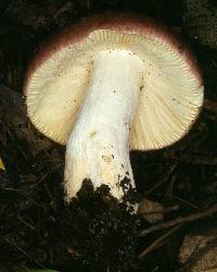 Agaricus xerampelina image