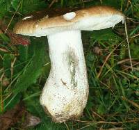 Agaricus xerampelina image