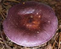 Agaricus caerulea image