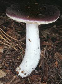 Agaricus caerulea image