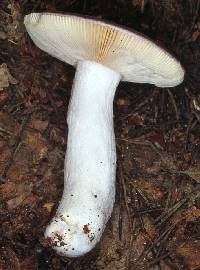 Agaricus caerulea image