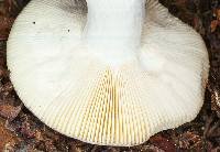 Agaricus caerulea image