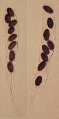 Ascobolus epimycis image