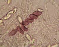 Ascobolus albidus image