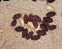 Ascobolus albidus image