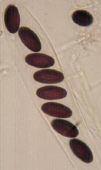 Ascobolus epimycis image