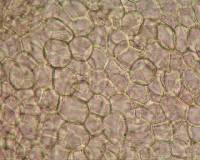 Ascobolus albidus image