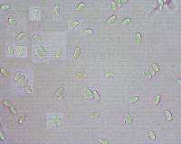 Amylostereum laevigatum image