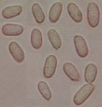 Amylostereum laevigatum image