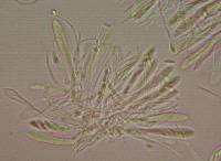 Arachnopeziza aranea image