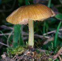 Agaricus sowerbei image