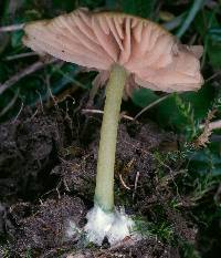 Agaricus sowerbei image