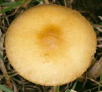 Agrocybe metuloidaephora image