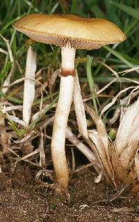 Agrocybe metuloidaephora image