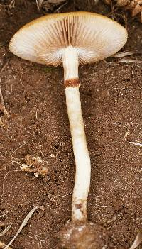 Agrocybe metuloidaephora image