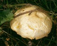 Agrocybe metuloidaephora image