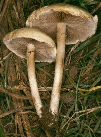 Agrocybe metuloidaephora image