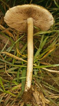 Agrocybe metuloidaephora image