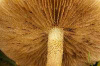 Agrocybe metuloidaephora image