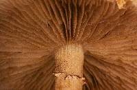 Agrocybe metuloidaephora image