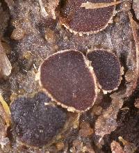 Ascobolus roseopurpurascens image