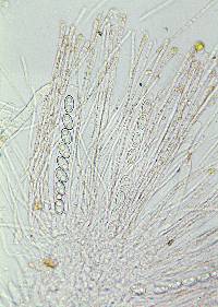 Anthracobia maurilabra image