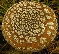 Amanita australis image