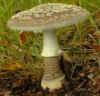 Amanita australis image