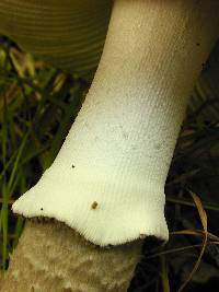 Amanita australis image