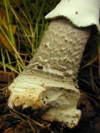 Amanita australis image