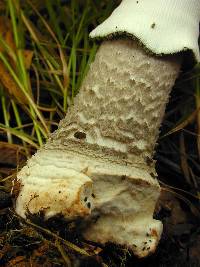 Amanita australis image