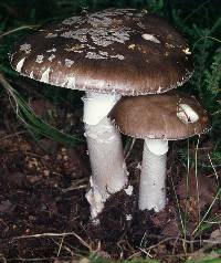 Amanita australis image