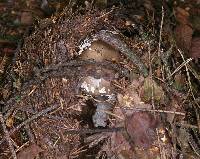 Amanita australis image