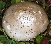 Amanita echinocephala image