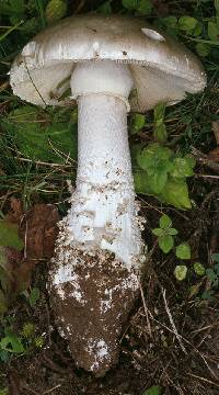 Amanita echinocephala image