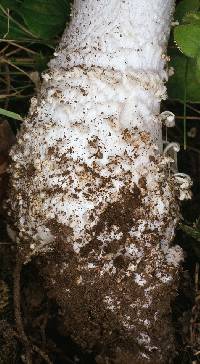 Amanita echinocephala image